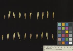 SEED
